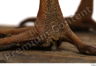 Black stork foot 0016.jpg